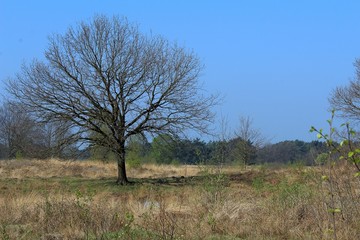 Fototapeta premium Moorlandschaft