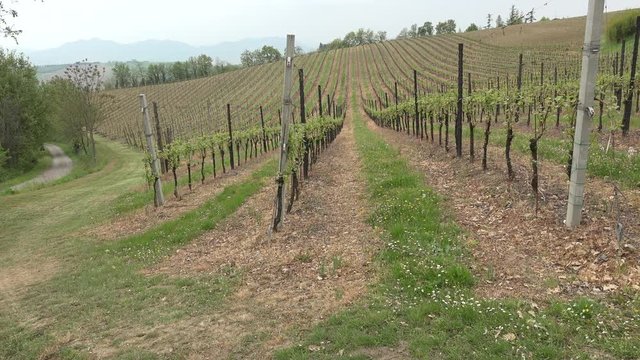 hilly vineyards in countryside of Emilia Romagna in Italy