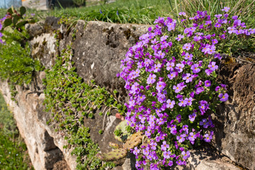Blühendes Blaukissen (Aubrieta) an einer Mauer