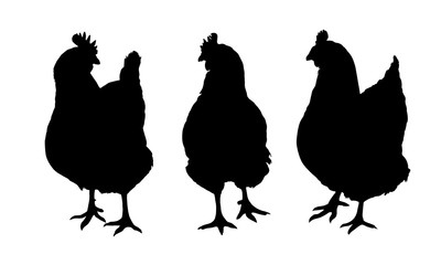 Set of three black silhouettes of hens and chickens pecking standing and walking isolated on white background - vector