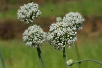A period of tumultuous vegetation. White flowers of green onions
