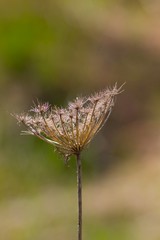 Dry grass abstract background.