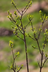 Green spring twig - Easter background
