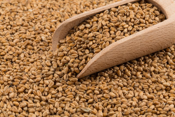 Wheat grain on white