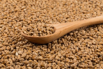 Wheat grain on white