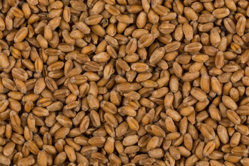 whole background of wheat grain