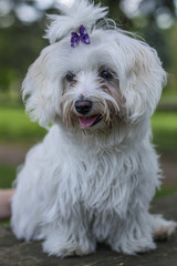 Maltese in the grass
