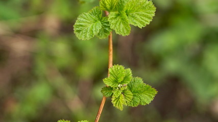 Young leaves on a raspberry in spring