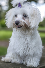 Maltese in the grass
