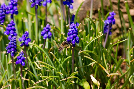 Muscari armeniacum