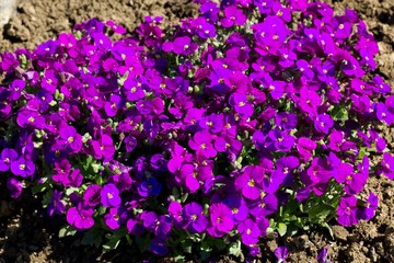 Fototapeta premium Phlox paniculata