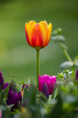 Obraz premium Tulip