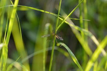 Insect on Grass