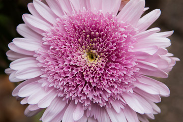 Pink Gerbera - Closeup