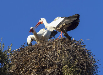 Fototapeta premium Common white stork