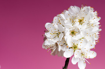 Blossom trees and flowers. Beautiful spring nature view on a violet background. Trees. Concept of spring and summer seasons. Detail of white flowers
