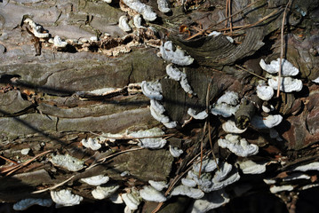 Mushrooms on an old tree trunk, background