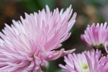 Pink chrysanthemum - Closeup