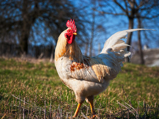 Cock on the background of a rural landscape.