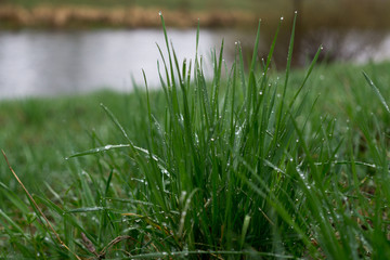 Obraz premium Rain droplets on grass and leaf. Slovakia