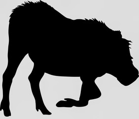 Hand drawn silhouette of a wild warthog - Illustration, black isolated on white background