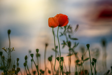 Poppies Field At Sunset