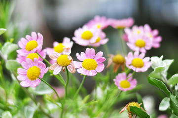Obraz premium Pink flowers on meadow during spring time
