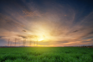 Fototapeta na wymiar Rural landscape with wheat field on sunset