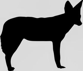 Hand drawn silhouette of a wild black backed jackal - Illustration, black isolated on white background