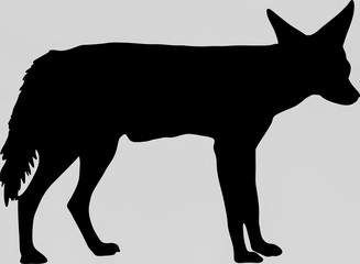 Hand drawn silhouette of a wild black backed jackal - Illustration, black isolated on white background