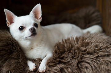 Cute and lovely chihuahua puppy laying on a gray fur carpet in a wooden doghouse