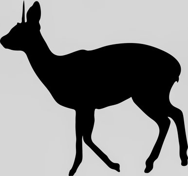 Hand drawn silhouette of a wild klipspringer antelope - Illustration, black isolated on white background