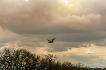 Stork flying in the clouds