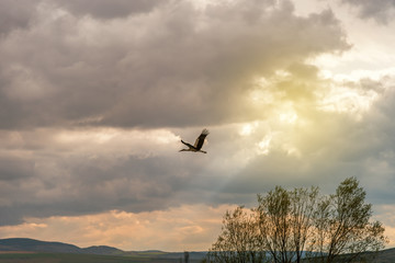 Stork flying in the clouds