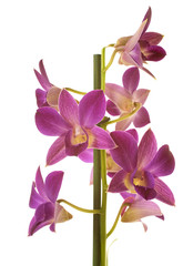 Dendrobium orchids in studio