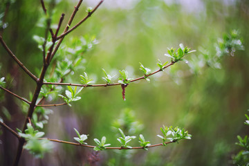 twinkling lights vivid color blurred bokeh spring from leaf background