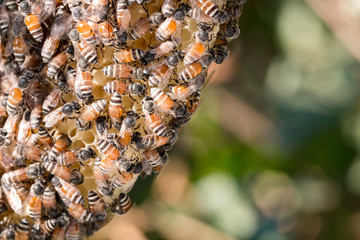 hardworking bees on honeycomb in forest,wild bee on honeycomb