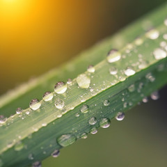 Morning dew on the plant in soft focus