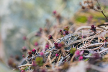 Lizard hiding and getting warm in the sun