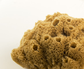 Natural sea sponge HD