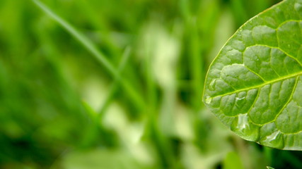 Water drops on green leaf - close up shot