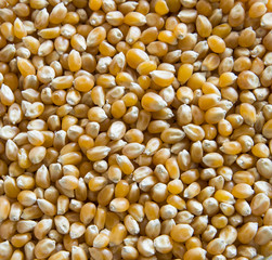 Corn kernels Texture