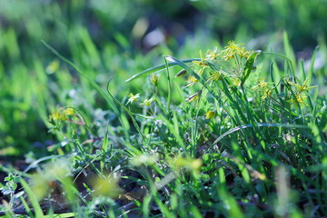 Bright spring flowers in the garden