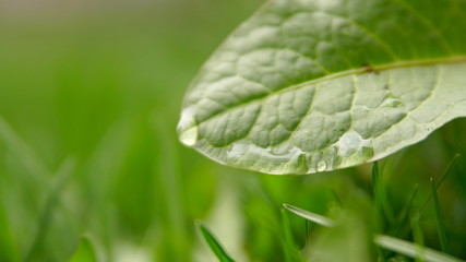 Water drops on green leaf - close up shot
