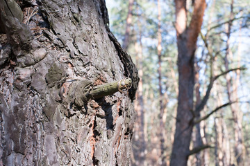 Wedding rings on a tree bark.