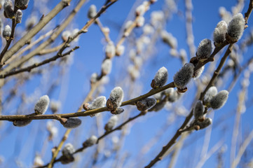 Bright willow