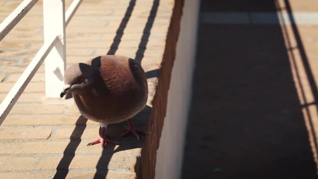 A brown pigeon walking away, HD