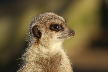 Close up of a Meerkat