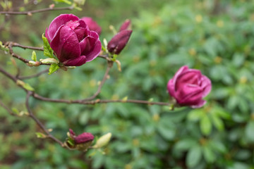 Purple japanese magnolia blossoms (Magnolia liliiflora)