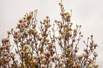 Beautiful branches of magnolia x soulangeana in spring against a sunset sky with the characteristic tulip shaped pink purple blossoms 